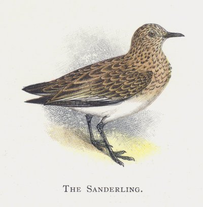De Drieteenstrandloper door Alexander Francis Lydon